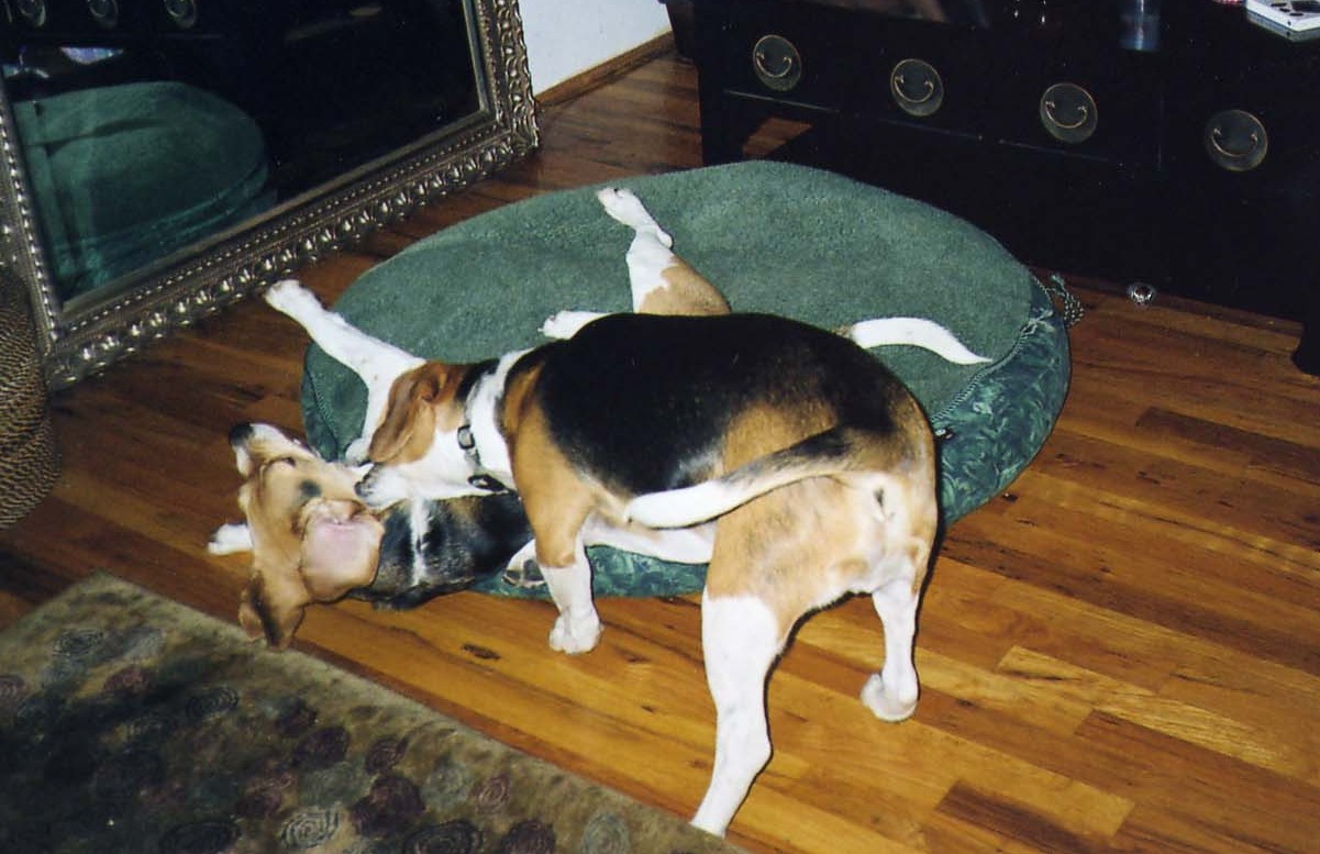 beagles.jpg